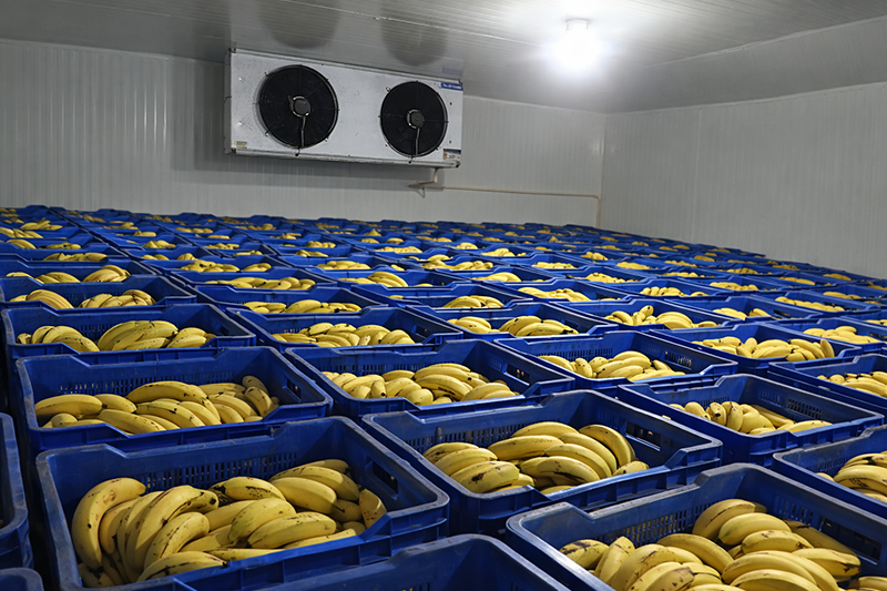 Ripening Chambers